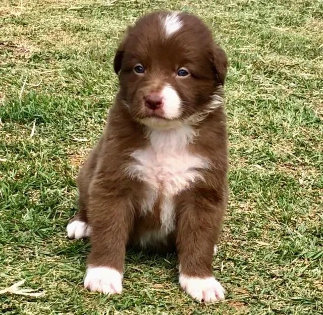 Border Collie Deu a Louca na Reborn pets, SUPER PROMOÇÂO Para aquisição imediata! - Foto 2