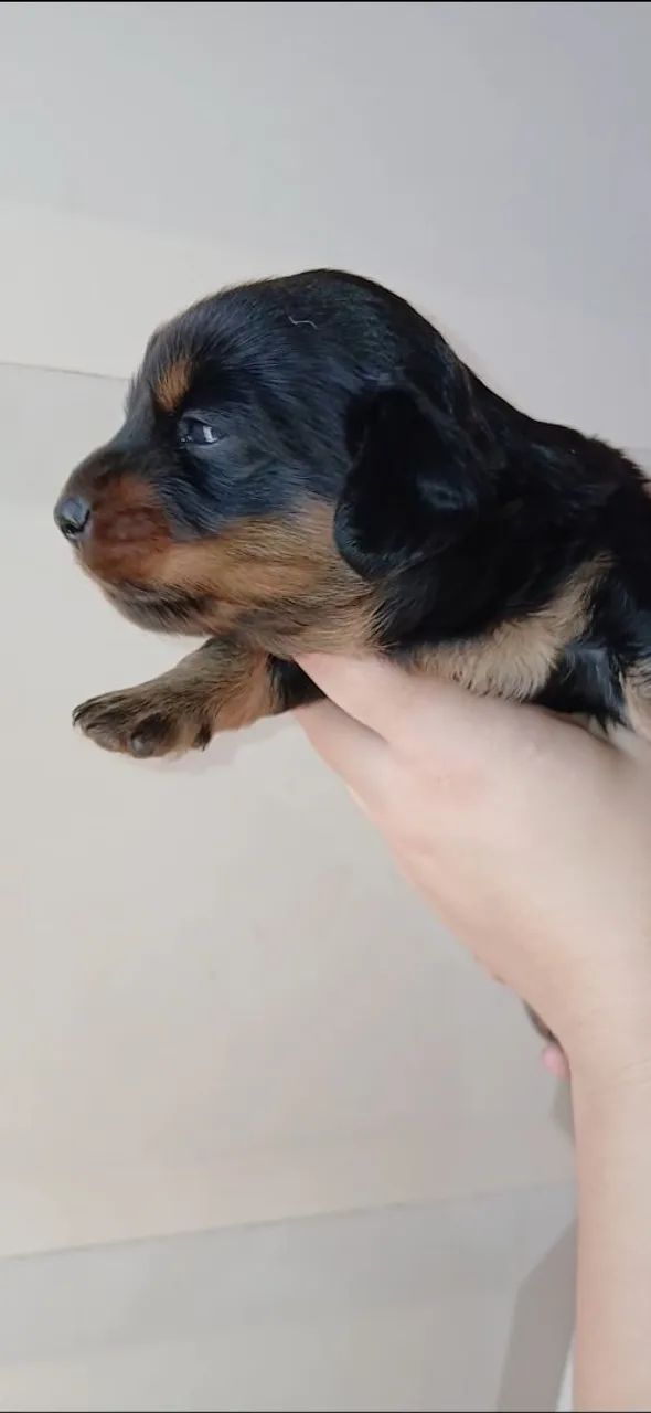 Dachshund pelo longo  - Foto 4