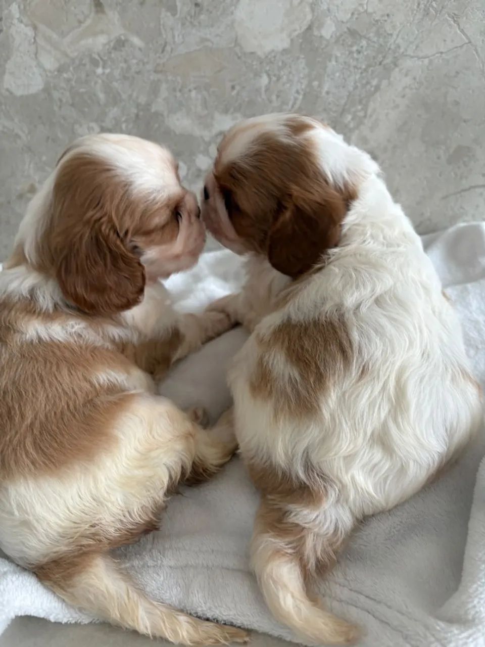 Cavalier blenheim - Foto 4