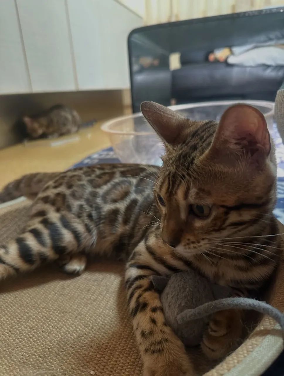 Bengal Cat Macho  - Foto 3