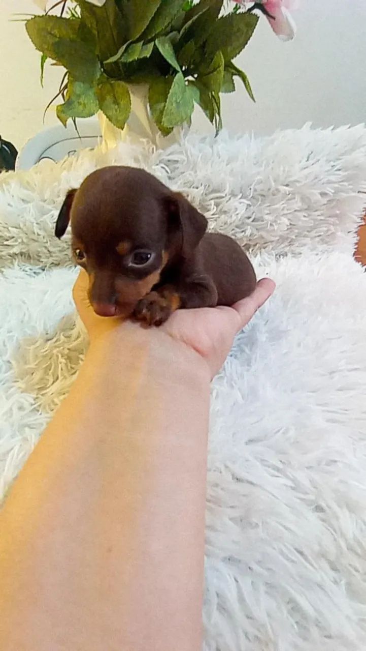 Pinscher zerinho chocolate ( perfeito) - Foto 2
