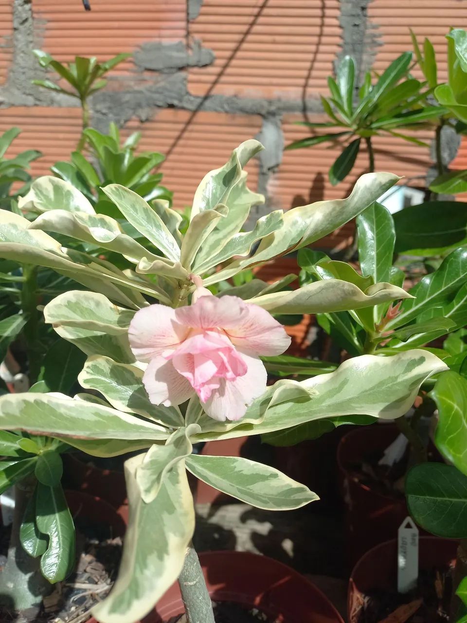 Vende rosa do deserto exertada várias cores 