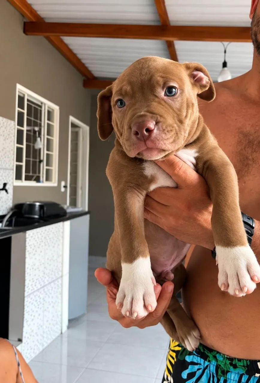 Pitbull legítimo  - Foto 2
