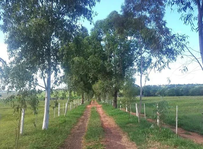 PECUÁRIA - Área Rural 126 Alqueires - Loanda - Pr