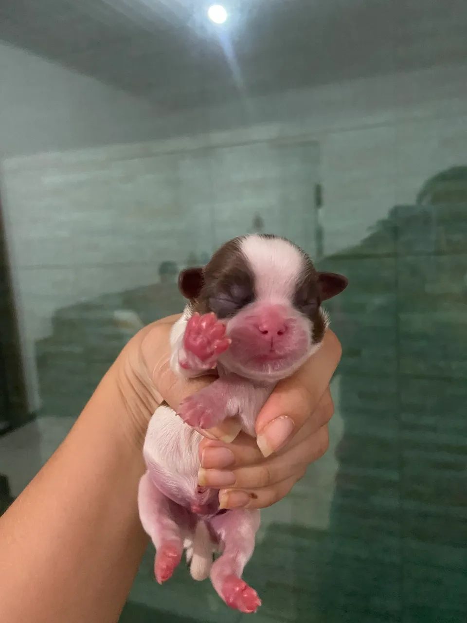 Cachorro - Foto 4