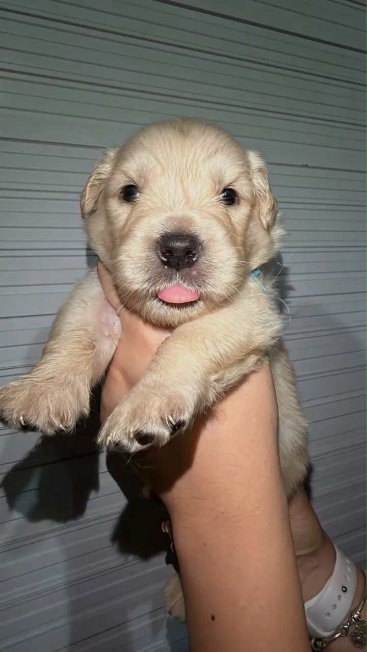 cachorro  - Foto 3