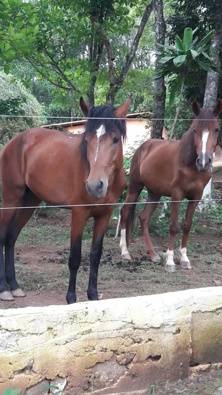 Cavalo Mangalarga Machador  - Foto 4
