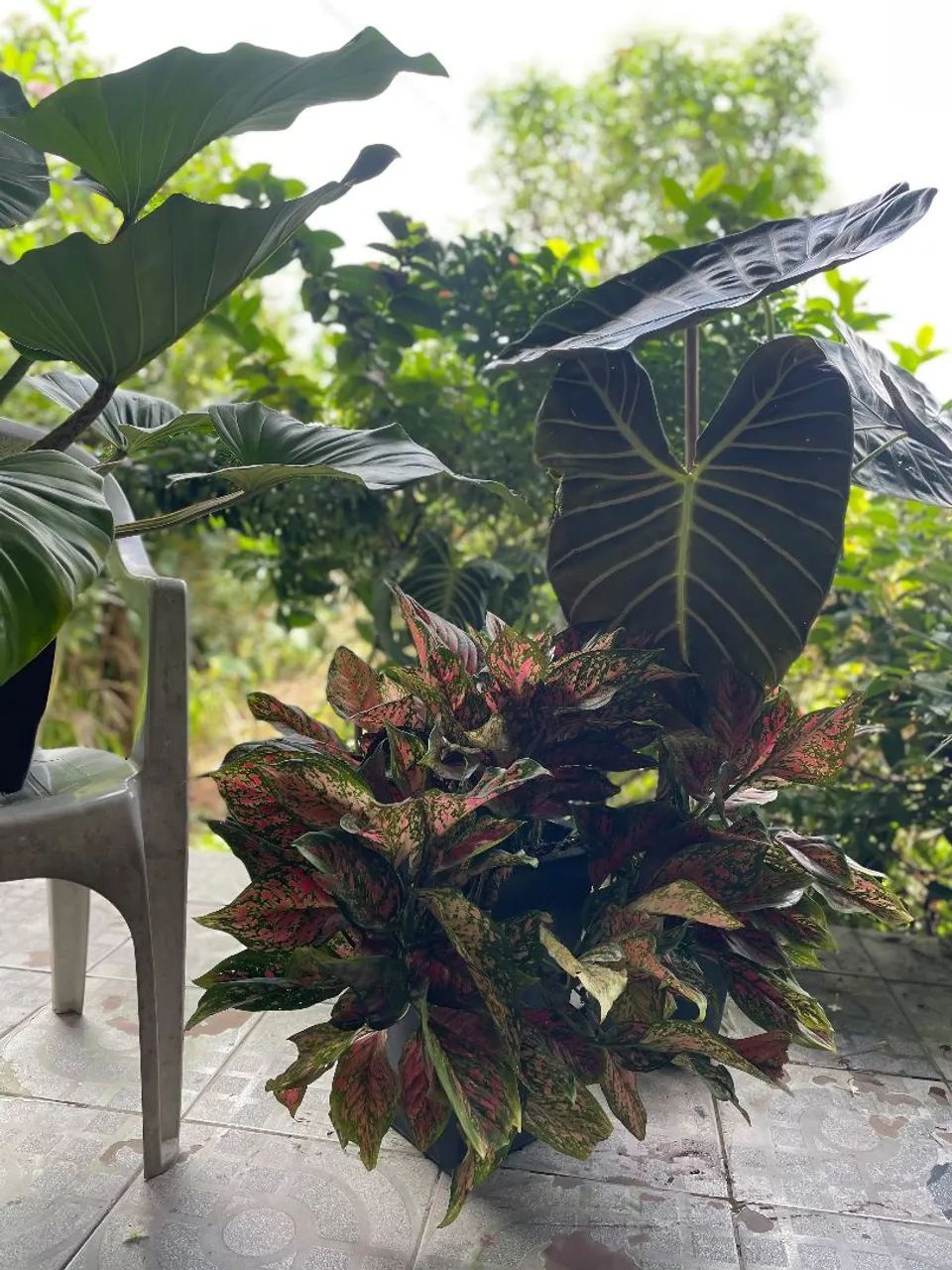 Plantas 