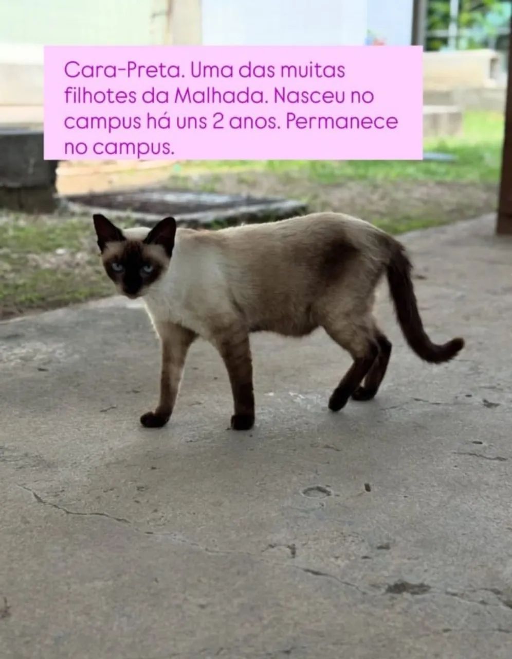 Gata adoção 