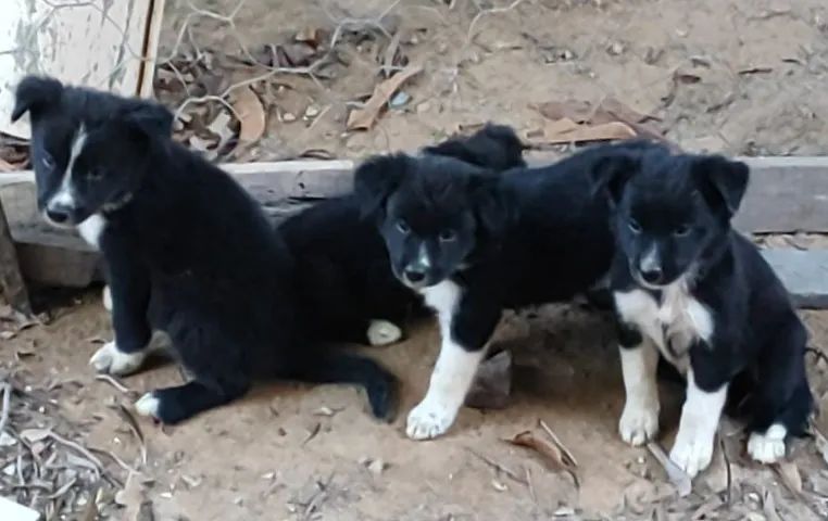filhotes cães border collie - Foto 3