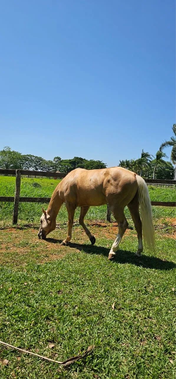 Cavalo - Foto 5