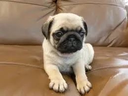 Pug pra ja 