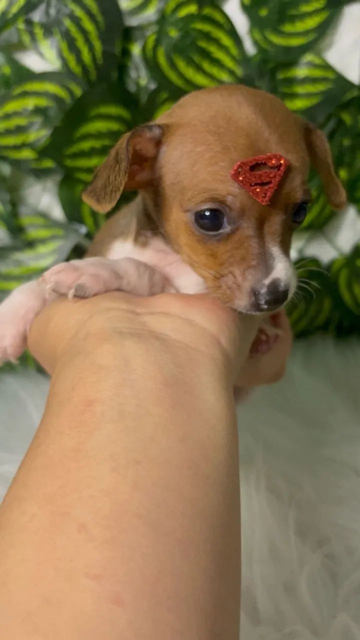 Pinscher zero macho