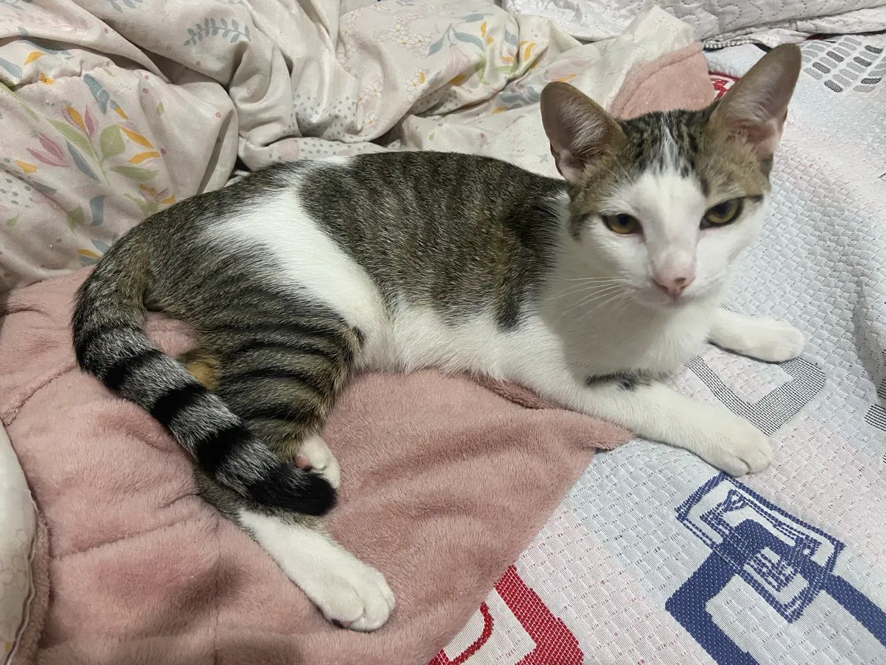 DOAÇÃO GATINHOS - Foto 2