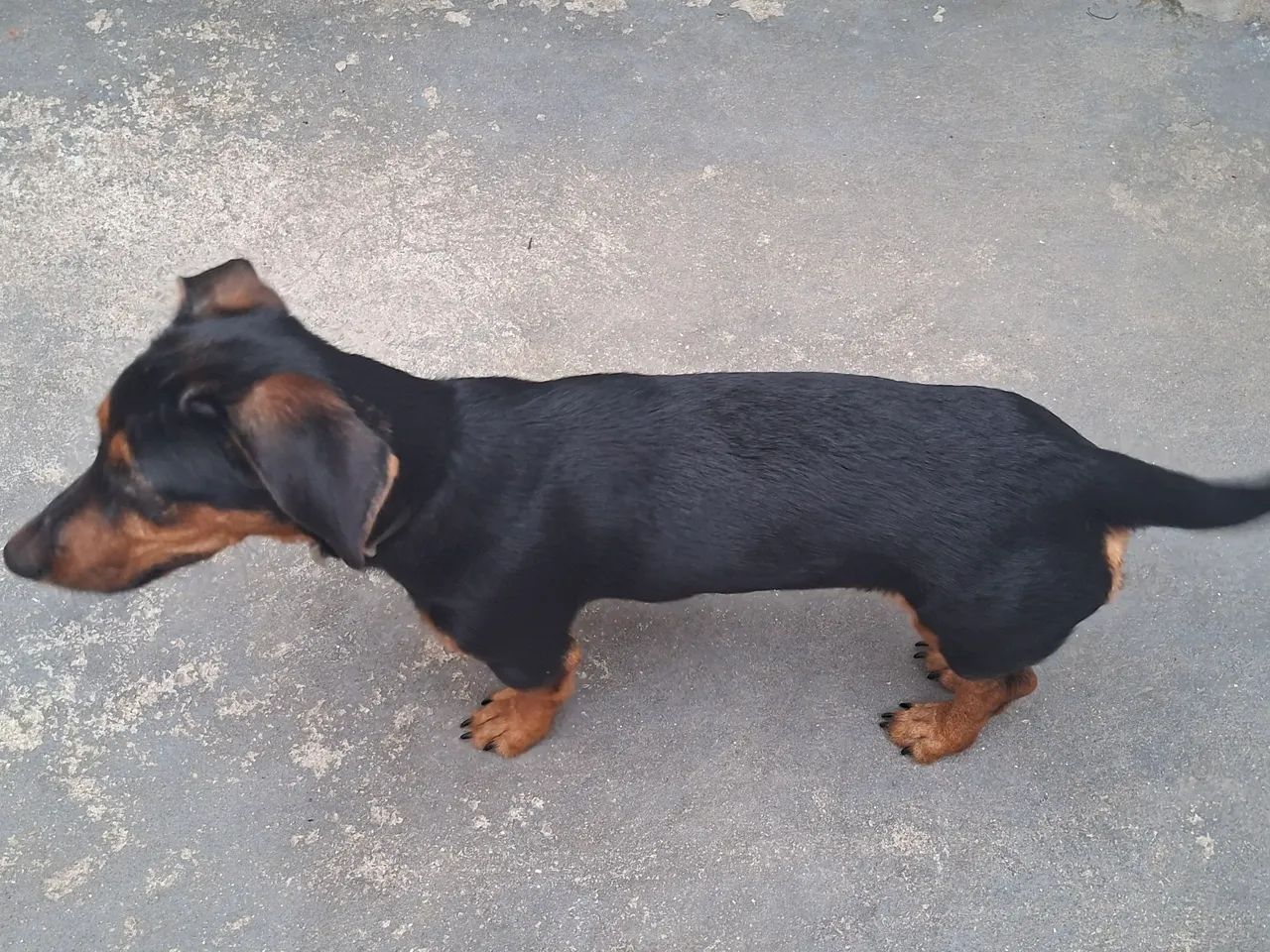 Salsicha  - Foto 3