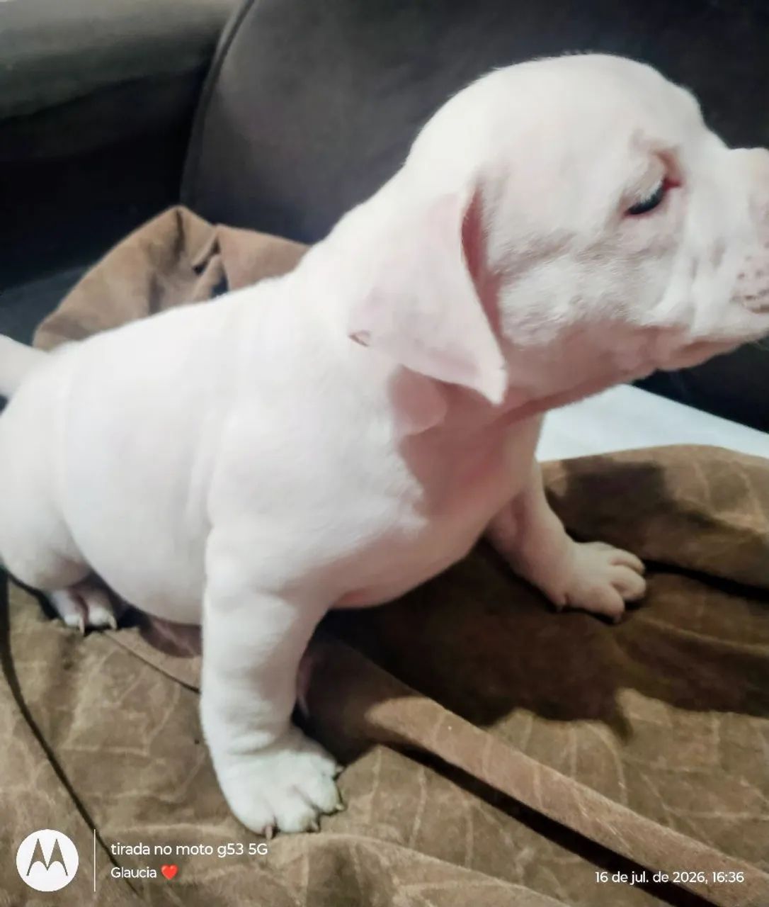 AMERICAN BULLY MACHO - Foto 4