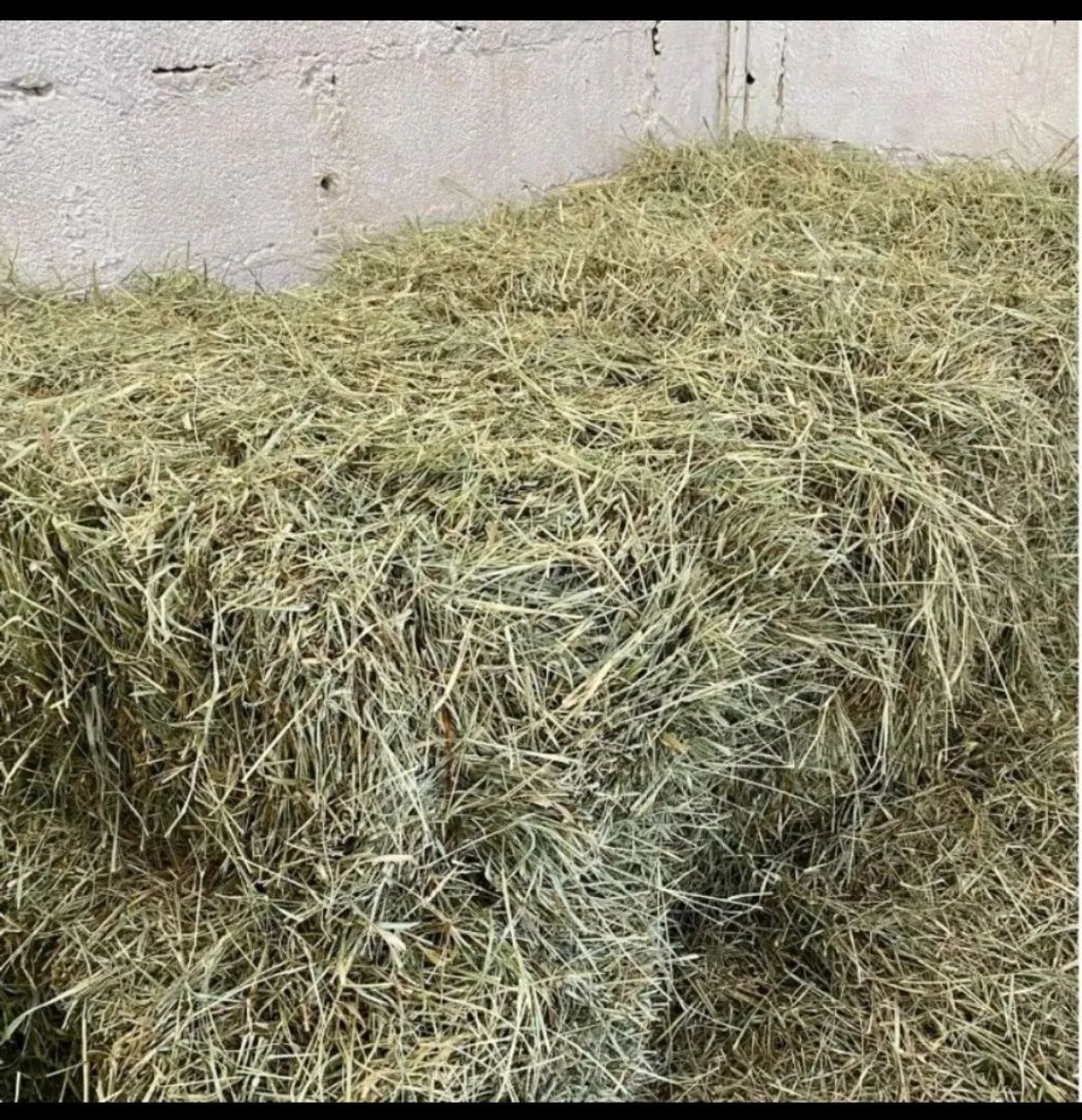 Feno tifton de 7kg - Foto 2