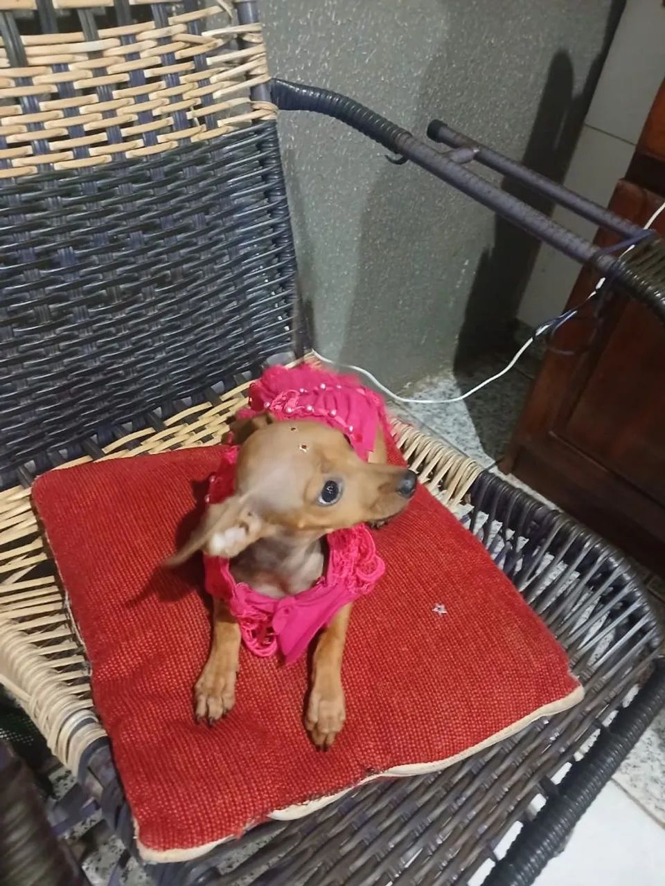 Pinscher 1  - Foto 2