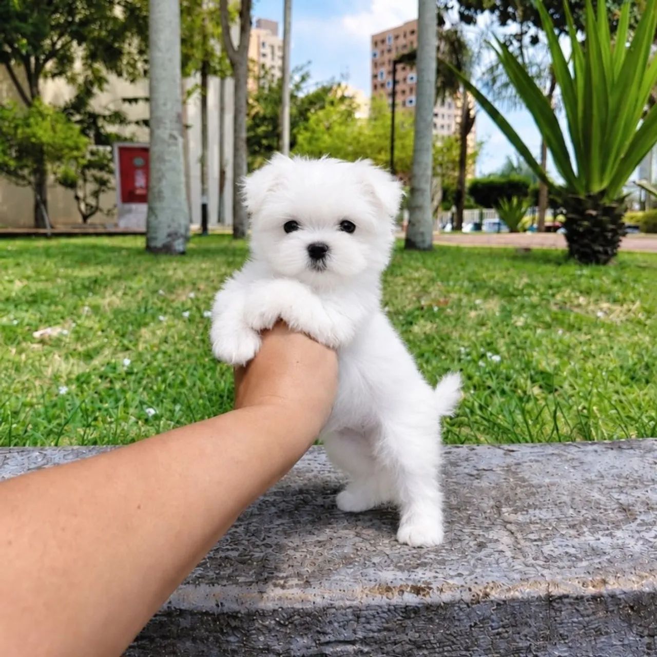 Maltês Micro Os menores da Olx - Foto 3