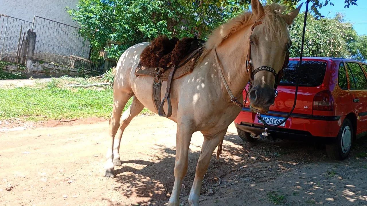 Cavalo 