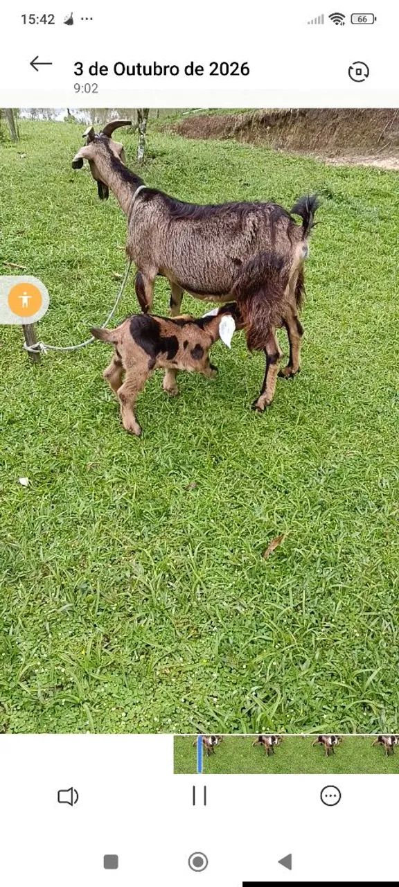 Vendo cabra com filhote  - Foto 3