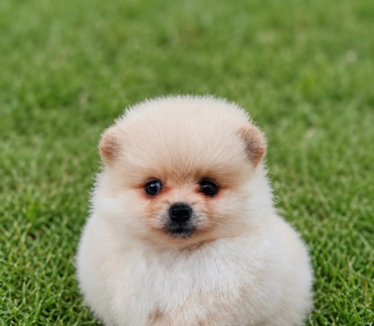 Macho Spitz  - Foto 3