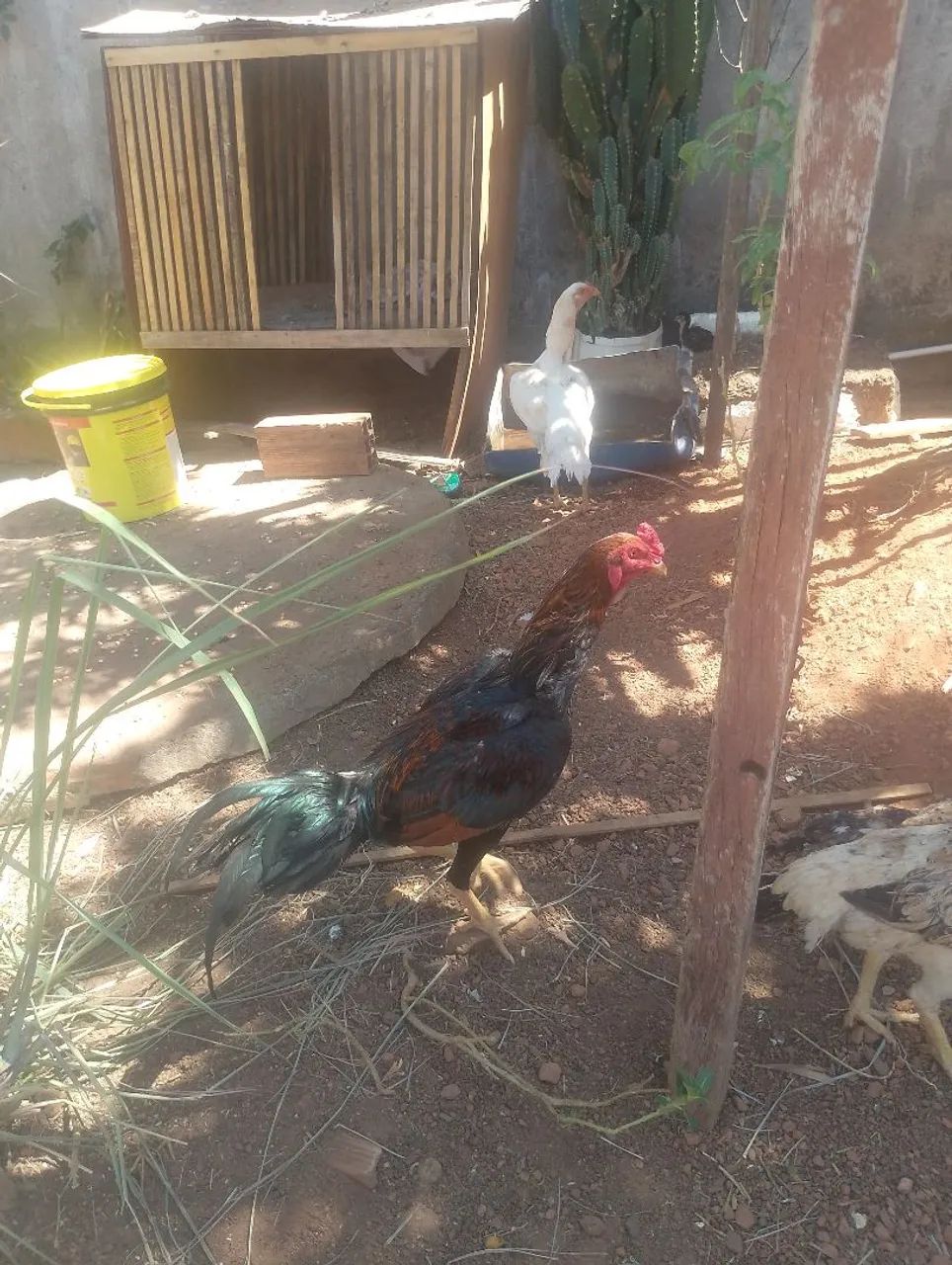 Frango indio