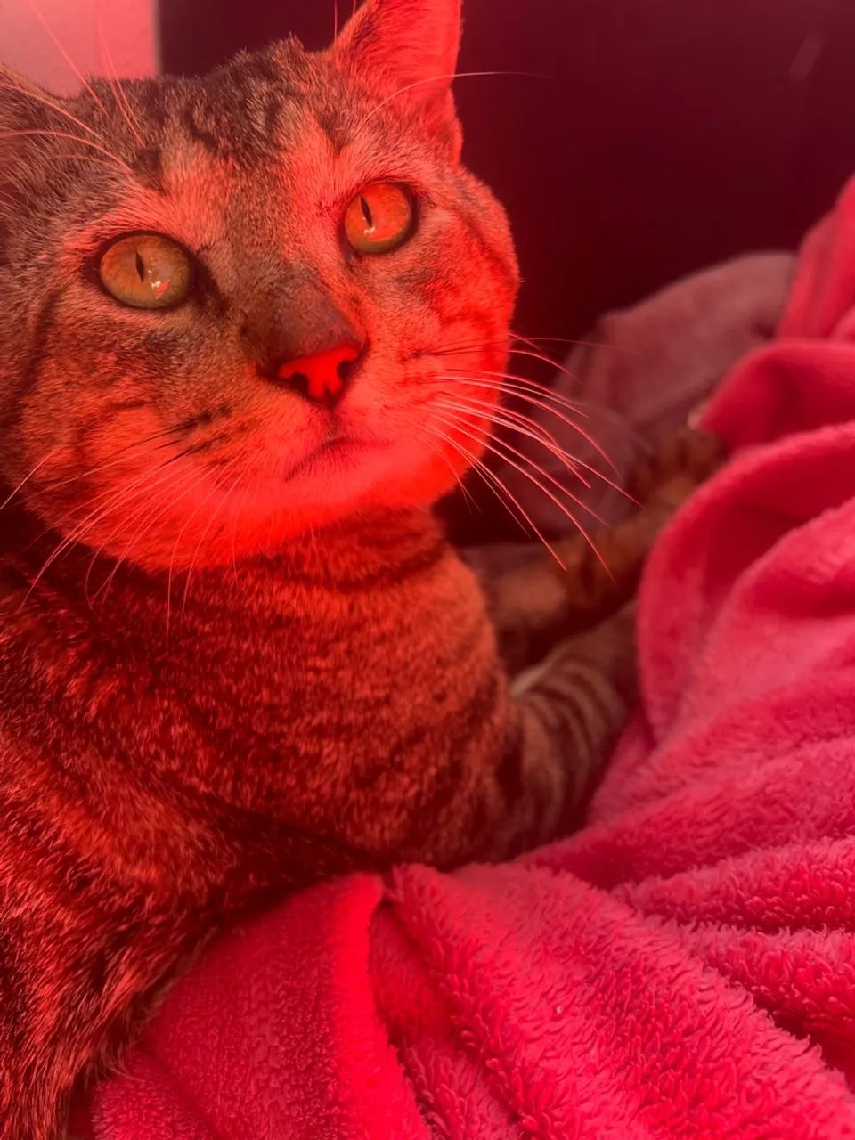 Doação Gato macho castrado  - Foto 4