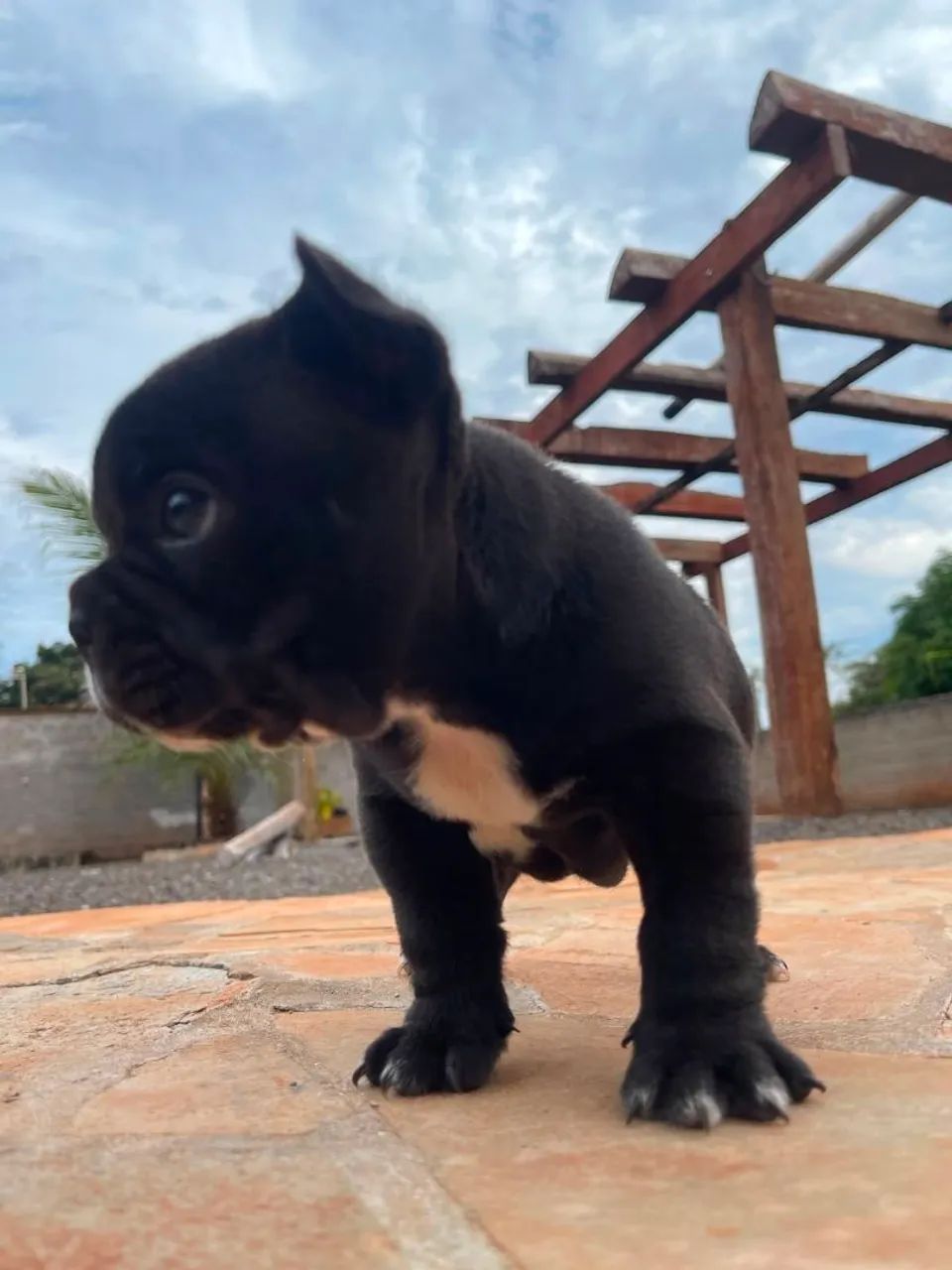 Buldog francês  - Foto 4