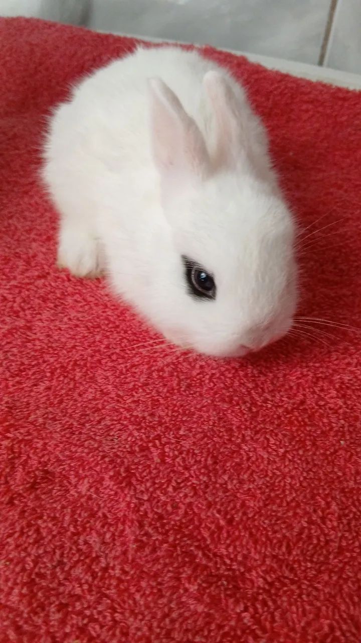 Mini Lion Head  - Foto 4
