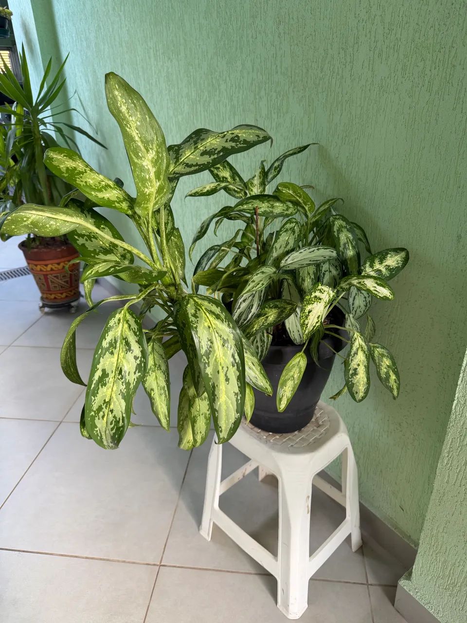 Vaso de planta com Aglaonemas - Foto 5