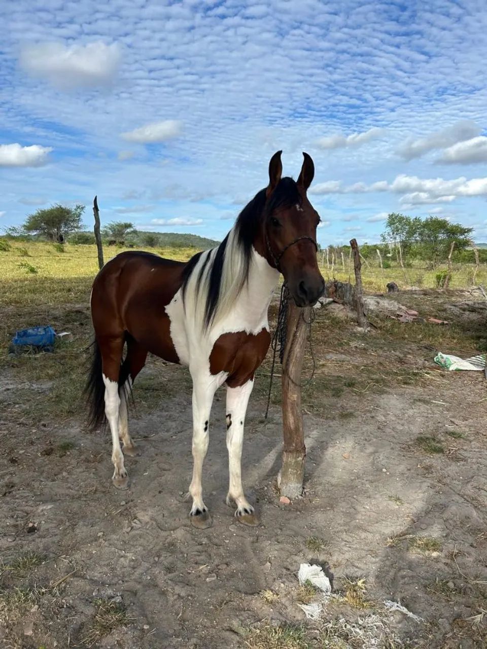 Cavalo - Foto 5