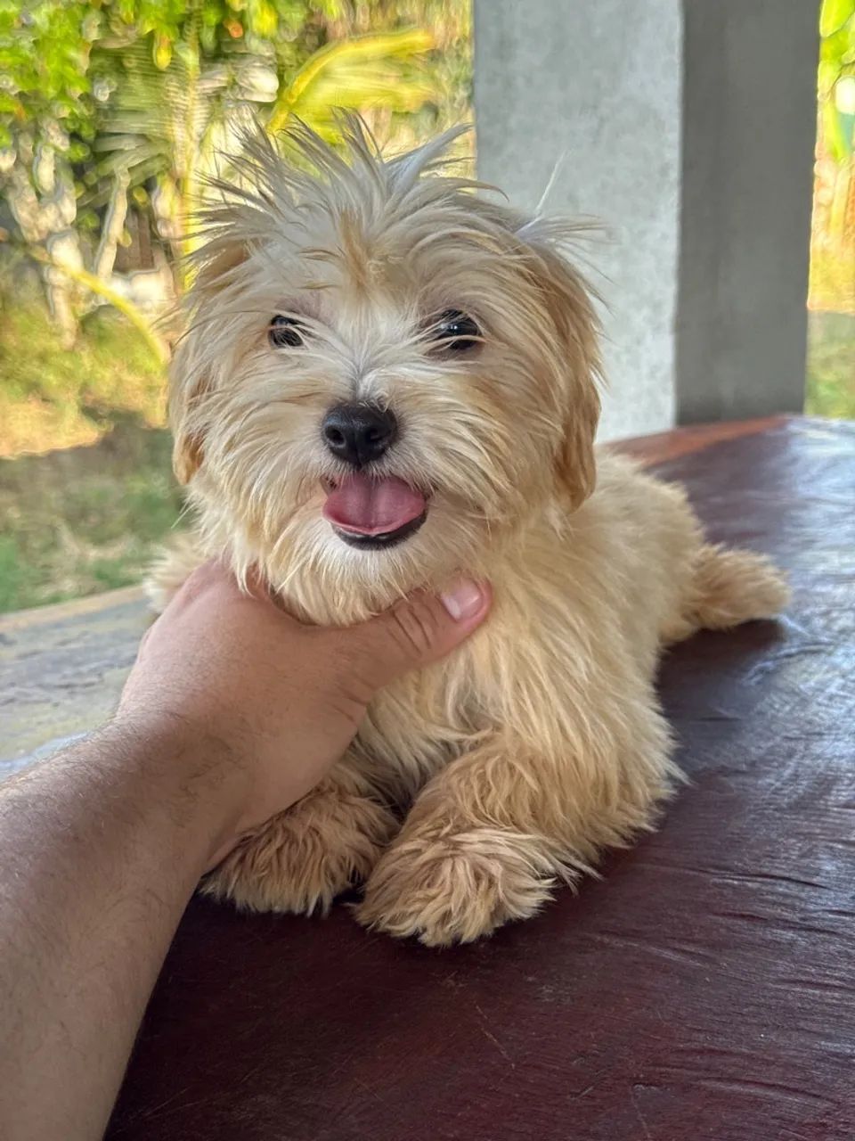 Lindos lhasa Apso - Foto 5
