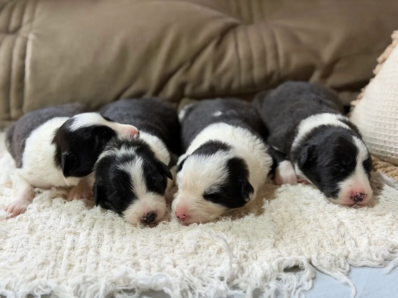 Filhotes de Border collie - Foto 5