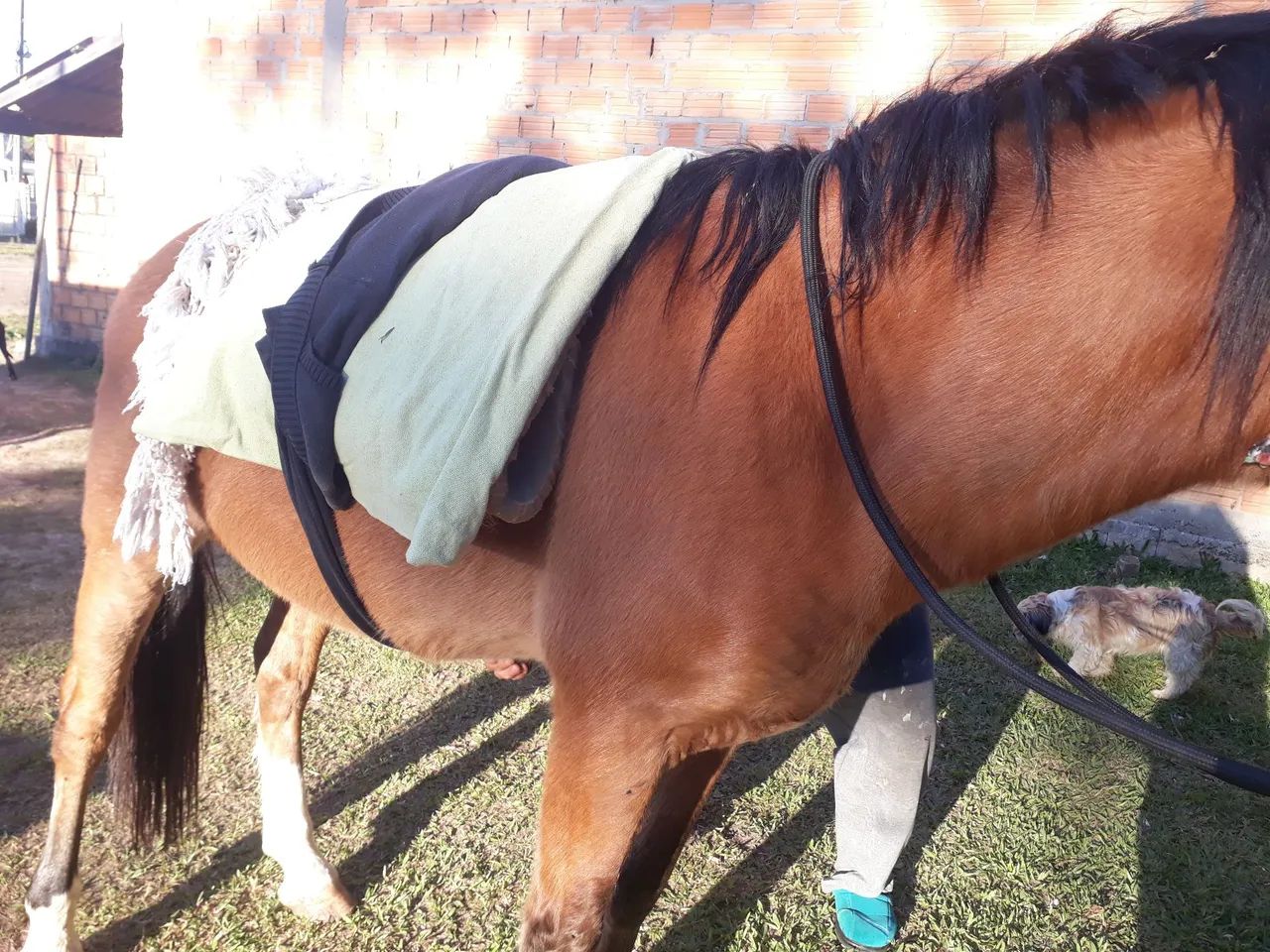 Vendo cavalo criolo 2500
