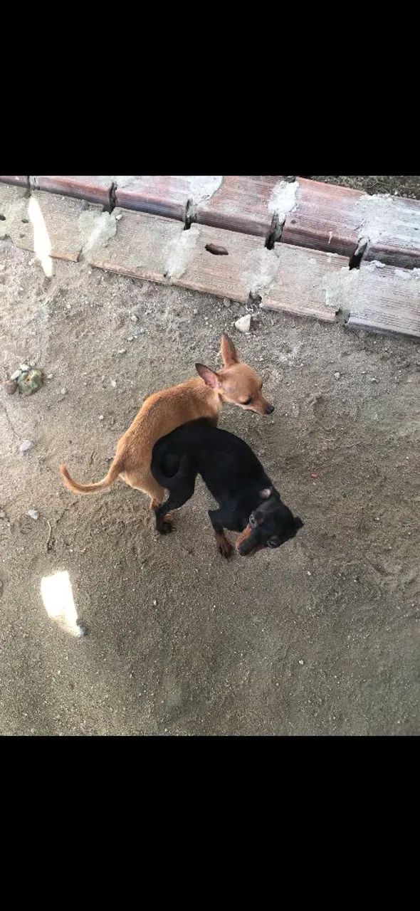 Pinscher 0. Fêmea  - Foto 4