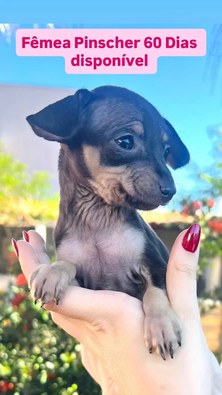 Pinscher miniatura  - Foto 4