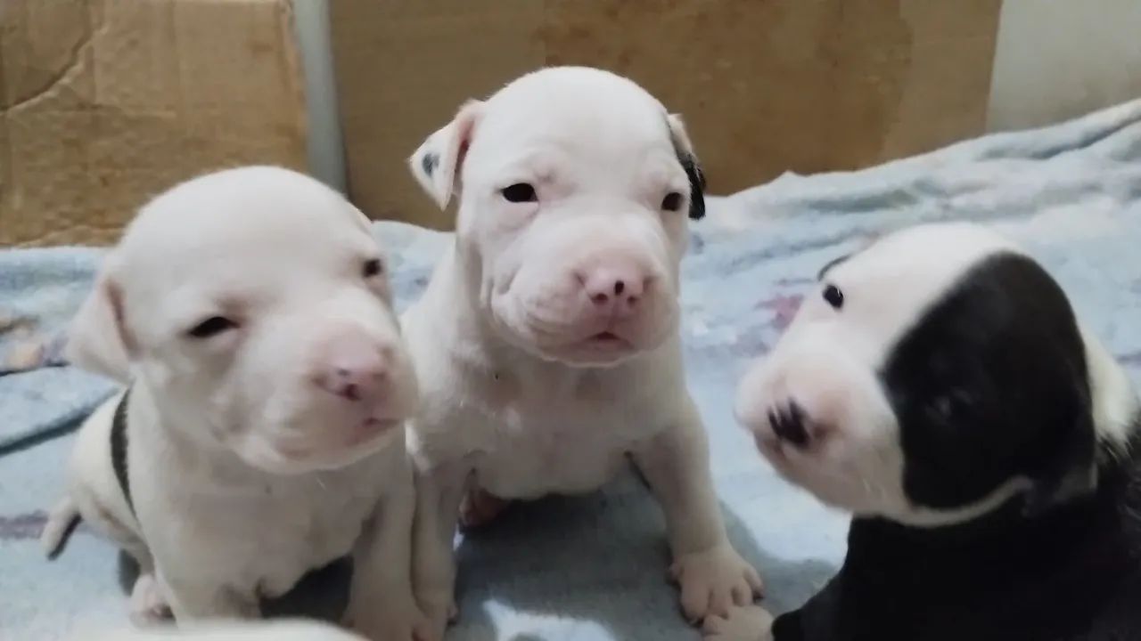 Pitbull  - Foto 4
