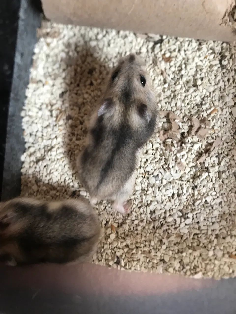 Hamster - Foto 3