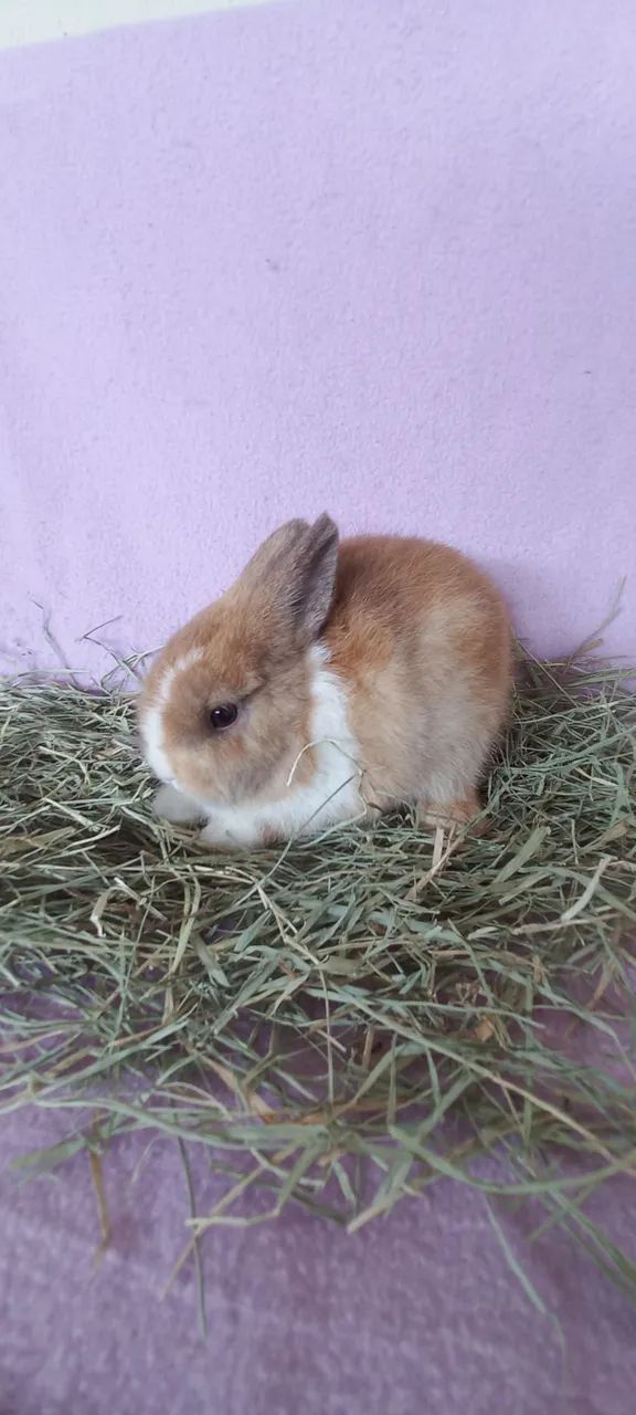 Netherland Dwarf 