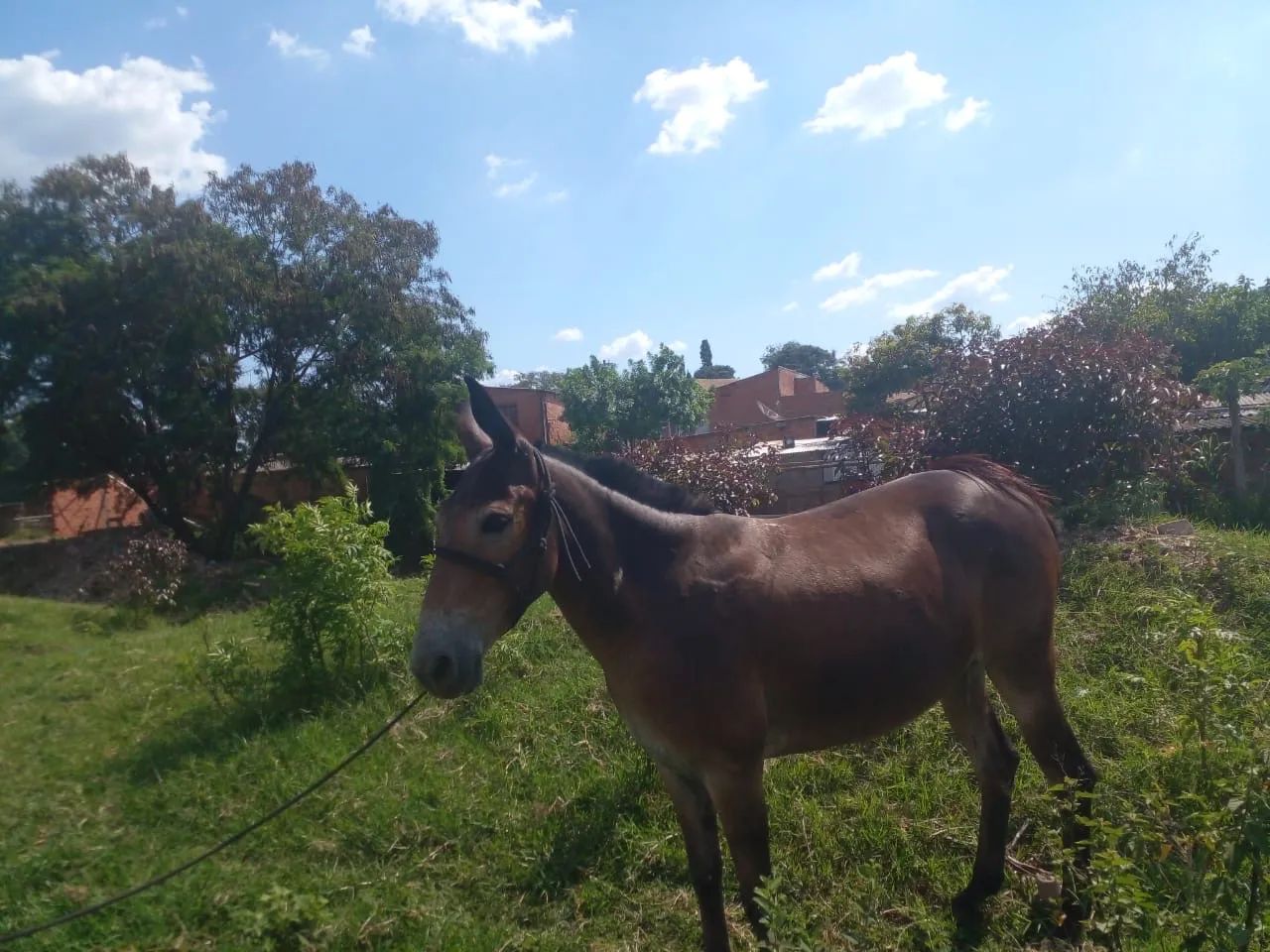 Mula mansa de excelente qualidade, marcha batida, anda a pelo  - Foto 3