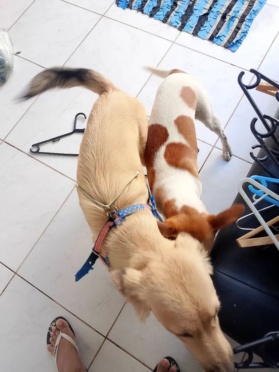 Doação de casal de cães  - Foto 3