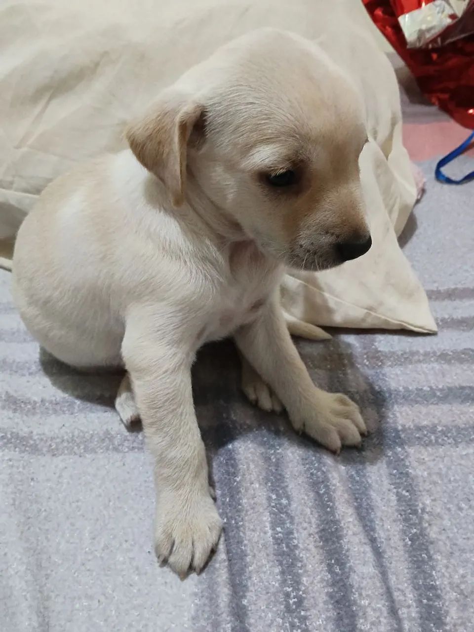 Cachorro labrador  - Foto 2