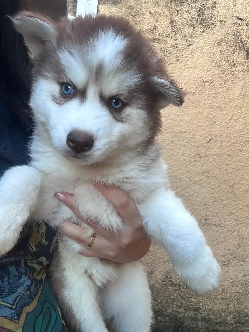 Husky siberiano - Foto 3