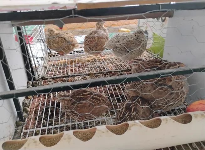 codorna japonica - Foto 5