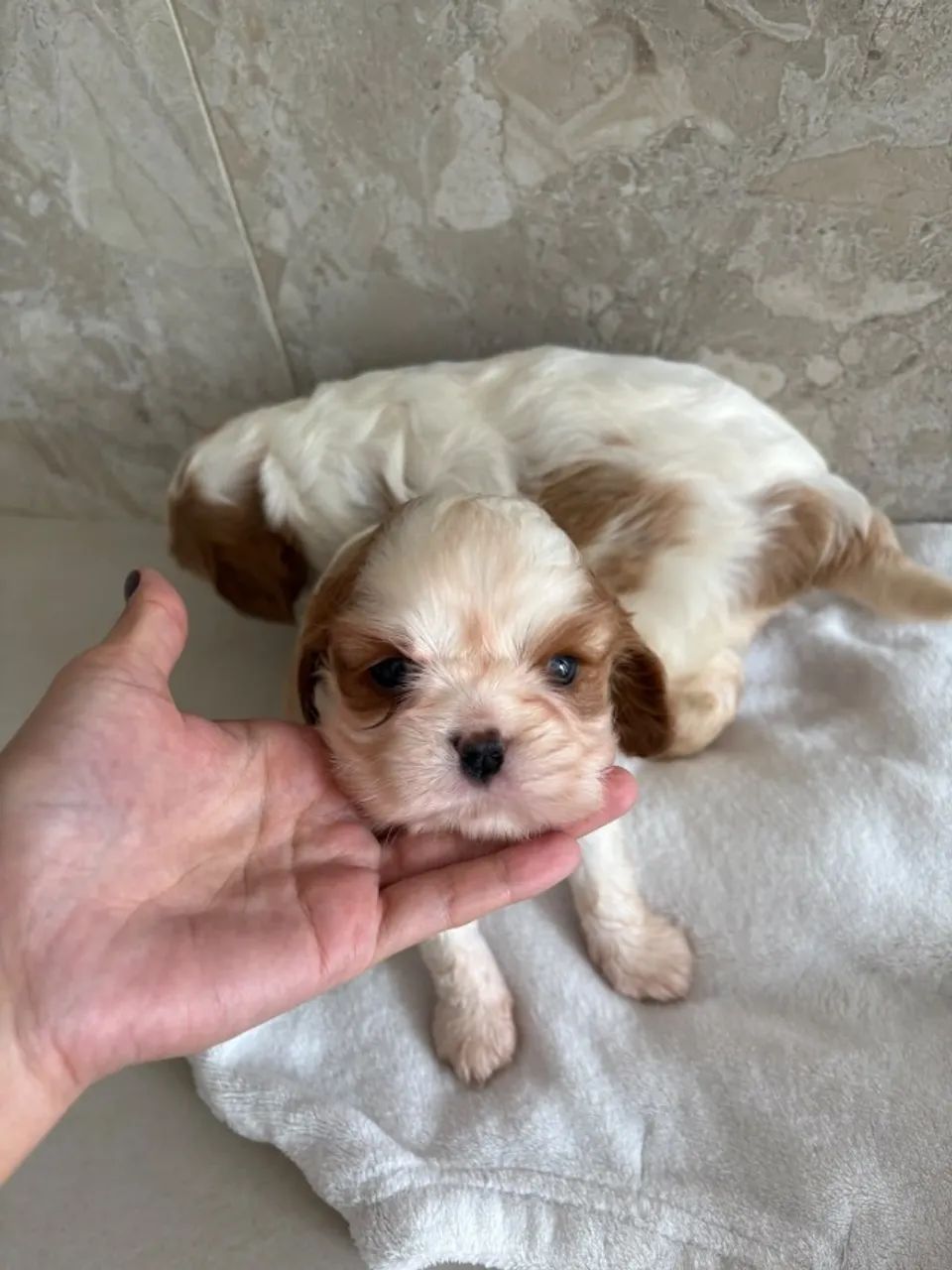 Cavalier blenheim - Foto 3