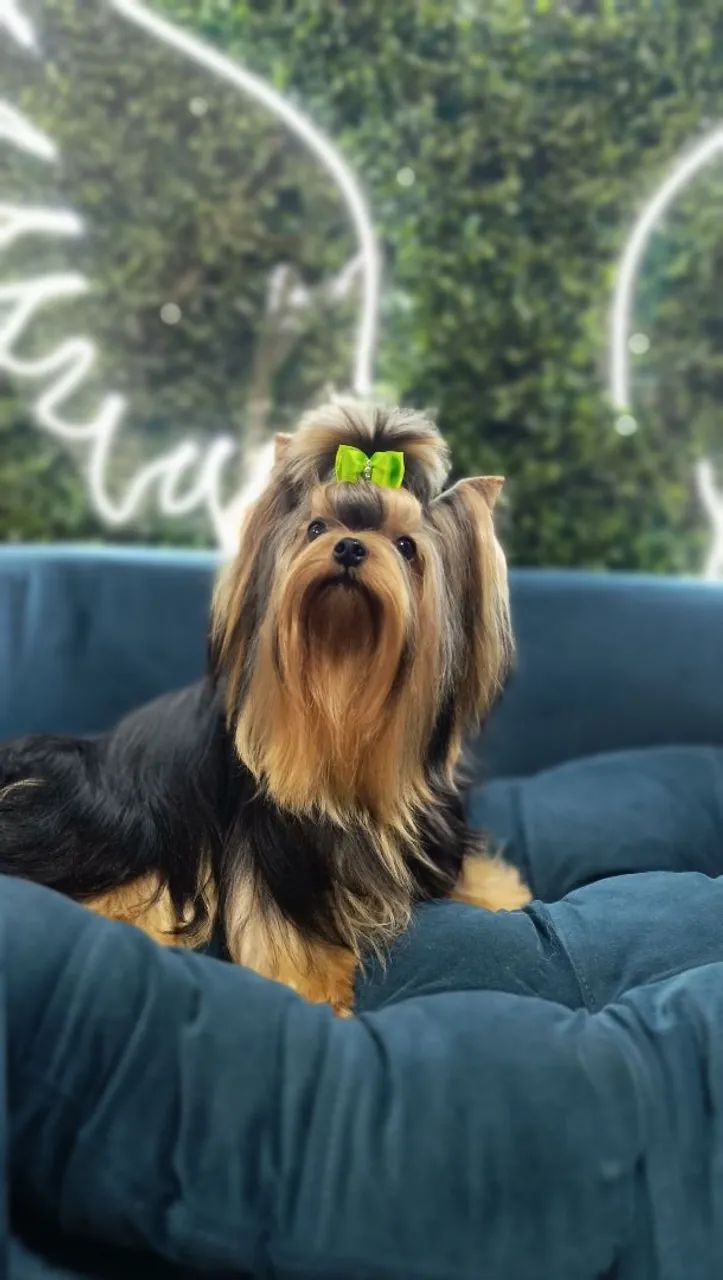Yorkshire terrier pedigree CBKC  - Foto 4