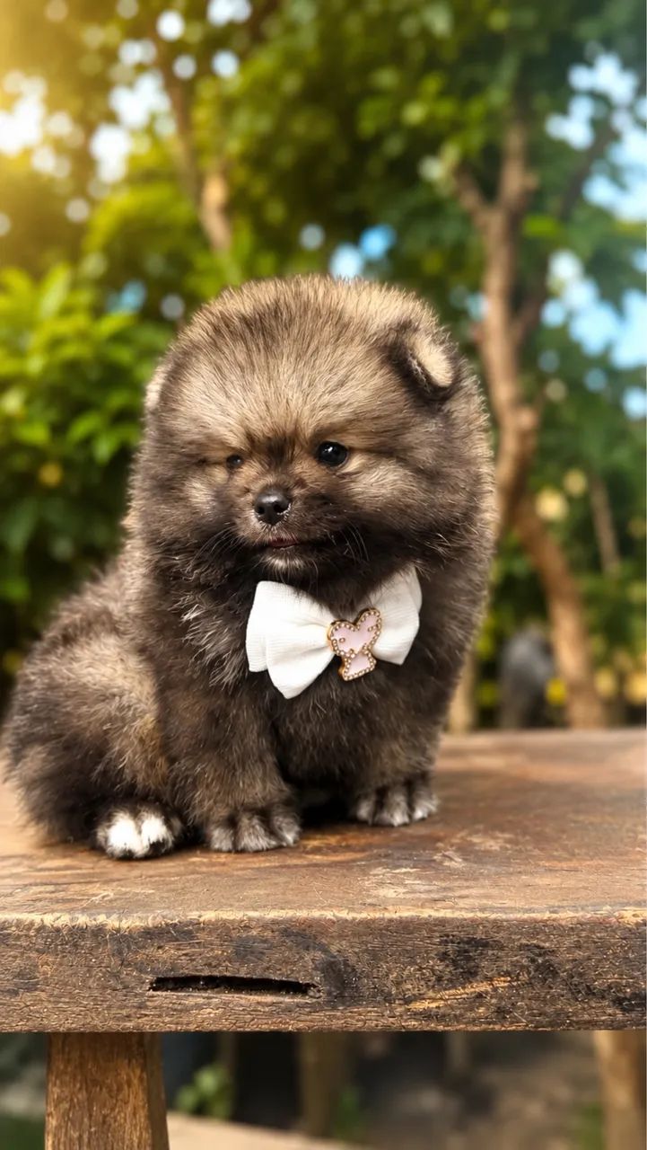 Lulu da pomerania  - Foto 3
