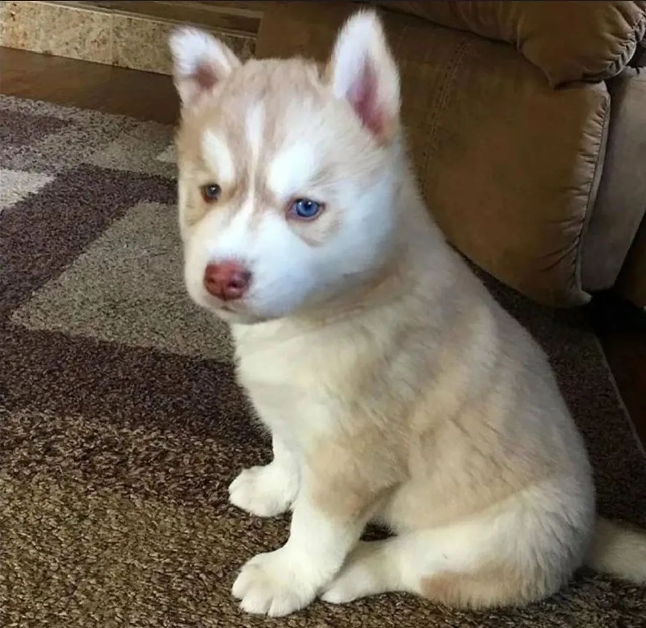 Husky Siberiano filhote  - Foto 2