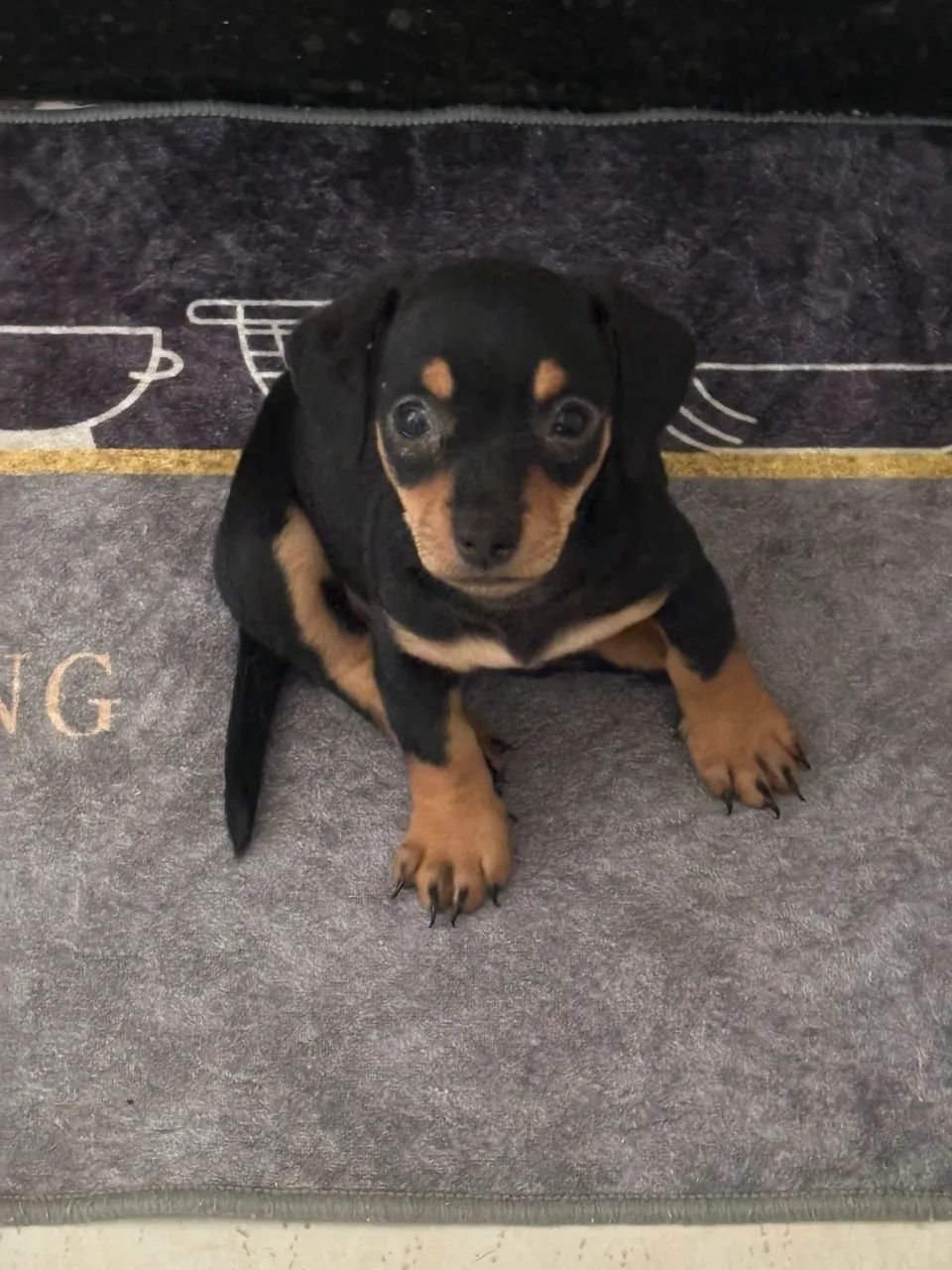 Cofap/Dachshund - Foto 4